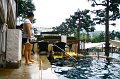 2011 banyan tree05